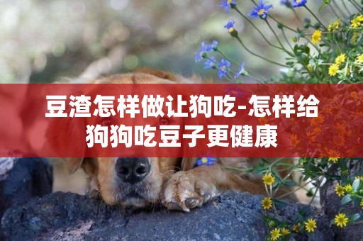 豆渣怎樣做讓狗吃-怎樣給狗狗吃豆子更健康