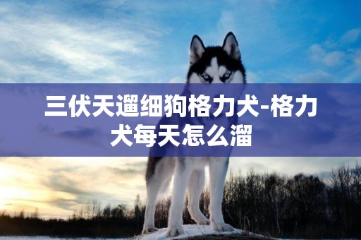 三伏天遛細狗格力犬-格力犬每天怎么溜
