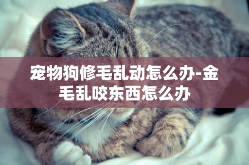寵物狗修毛亂動怎么辦-金毛亂咬東西怎么辦