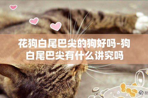 花狗白尾巴尖的狗好嗎-狗白尾巴尖有什么講究嗎