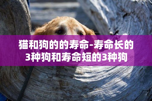 貓和狗的的壽命-壽命長的3種狗和壽命短的3種狗