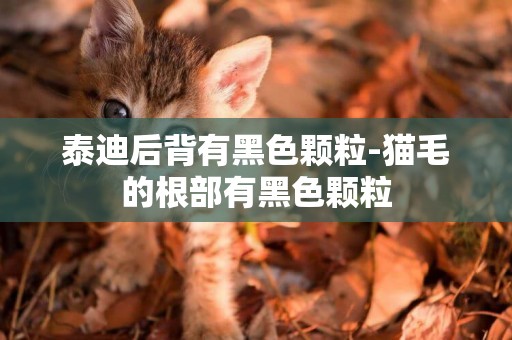 泰迪后背有黑色顆粒-貓毛的根部有黑色顆粒