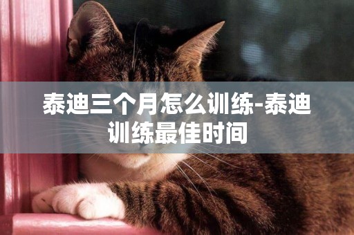 泰迪三個月怎么訓練-泰迪訓練最佳時間