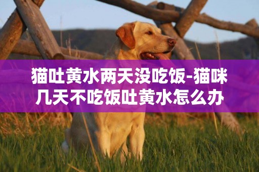 貓吐黃水兩天沒吃飯-貓咪幾天不吃飯吐黃水怎么辦