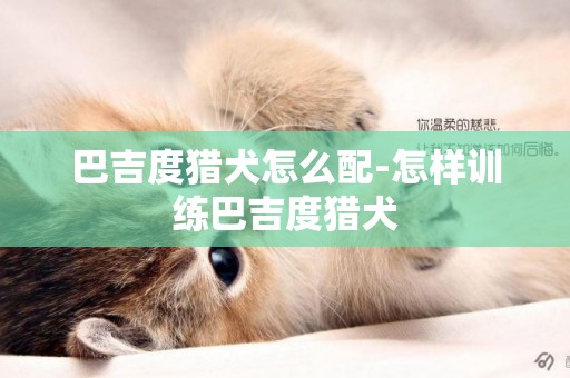 巴吉度獵犬怎么配-怎樣訓練巴吉度獵犬
