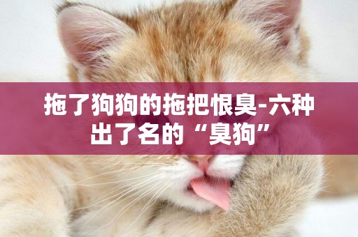 拖了狗狗的拖把恨臭-六種出了名的“臭狗”