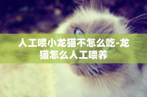 人工喂小龍貓不怎么吃-龍貓怎么人工喂養