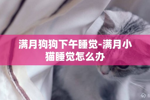 滿月狗狗下午睡覺-滿月小貓睡覺怎么辦