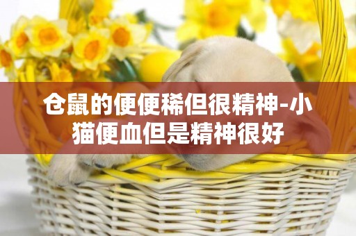 倉鼠的便便稀但很精神-小貓便血但是精神很好