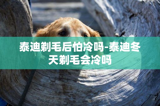 泰迪剃毛后怕冷嗎-泰迪冬天剃毛會冷嗎