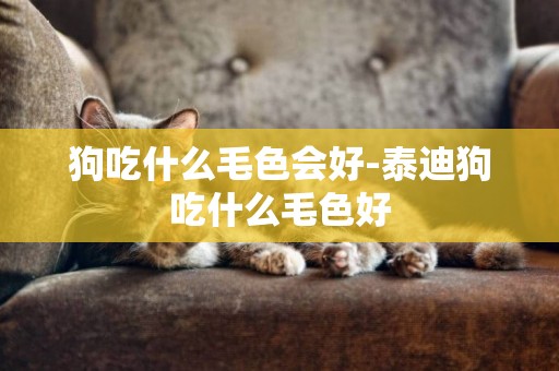 狗吃什么毛色會好-泰迪狗吃什么毛色好