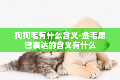 狗狗毛有什么含義-金毛尾巴表達的含義有什么