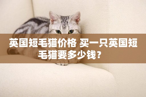 英國短毛貓價格 買一只英國短毛貓要多少錢？ 