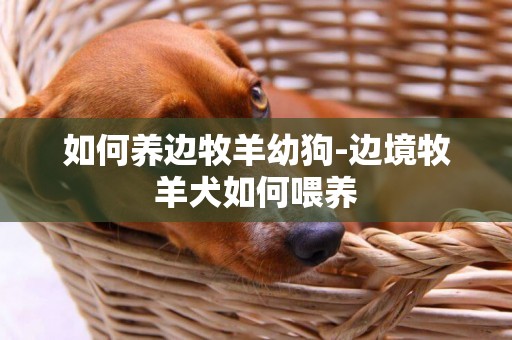 如何養邊牧羊幼狗-邊境牧羊犬如何喂養