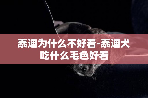 泰迪為什么不好看-泰迪犬吃什么毛色好看