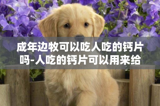 成年邊牧可以吃人吃的鈣片嗎-人吃的鈣片可以用來給狗狗補鈣嗎