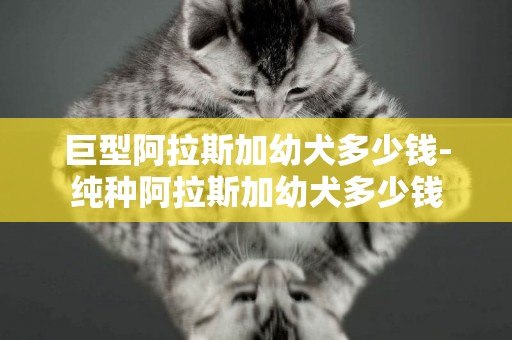 巨型阿拉斯加幼犬多少錢-純種阿拉斯加幼犬多少錢