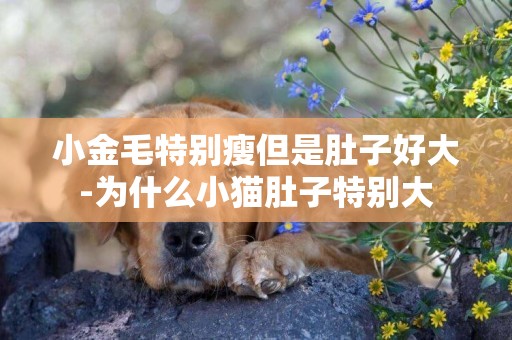 小金毛特別瘦但是肚子好大-為什么小貓肚子特別大