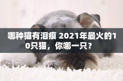 哪種貓有淚痕 2021年最火的10只貓，你哪一只？ 