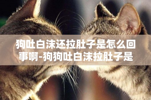 狗吐白沫還拉肚子是怎么回事啊-狗狗吐白沫拉肚子是怎么回事