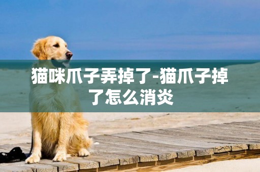 貓咪爪子弄掉了-貓爪子掉了怎么消炎