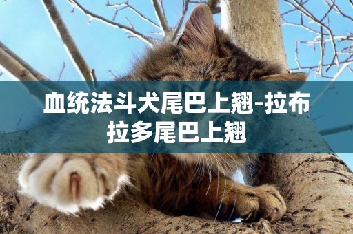 血統法斗犬尾巴上翹-拉布拉多尾巴上翹