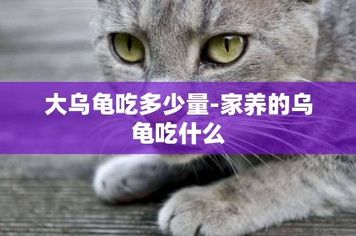 大烏龜吃多少量-家養的烏龜吃什么