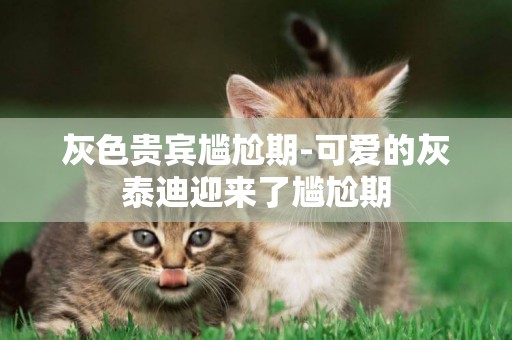 灰色貴賓尷尬期-可愛的灰泰迪迎來了尷尬期