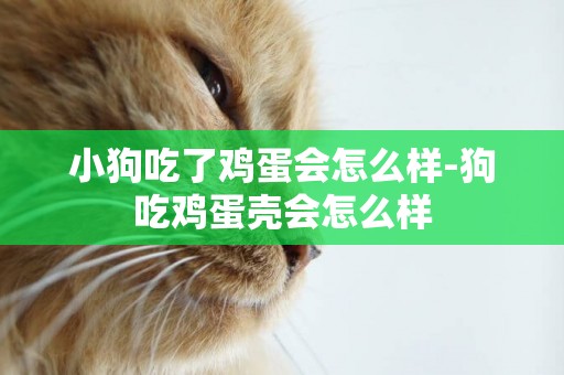 小狗吃了雞蛋會怎么樣-狗吃雞蛋殼會怎么樣