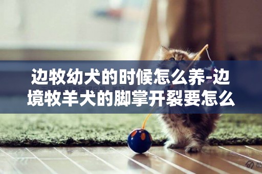 邊牧幼犬的時候怎么養-邊境牧羊犬的腳掌開裂要怎么辦
