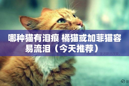 哪種貓有淚痕 橘貓或加菲貓容易流淚（今天推薦） 