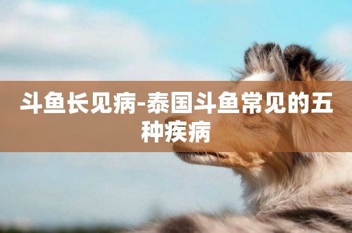 斗魚長見病-泰國斗魚常見的五種疾病