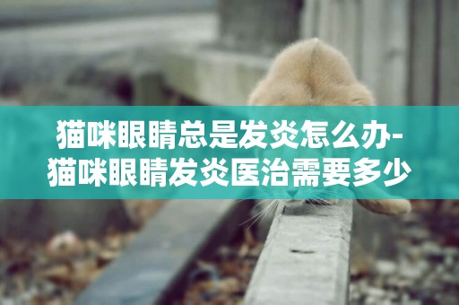 貓咪眼睛總是發炎怎么辦-貓咪眼睛發炎醫治需要多少錢