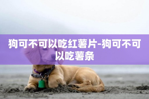 狗可不可以吃紅薯片-狗可不可以吃薯條