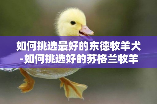 如何挑選最好的東德牧羊犬-如何挑選好的蘇格蘭牧羊犬