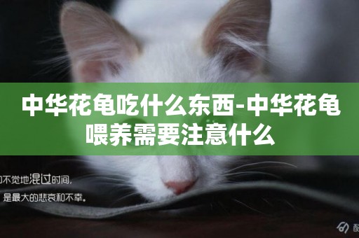 中華花龜吃什么東西-中華花龜喂養需要注意什么