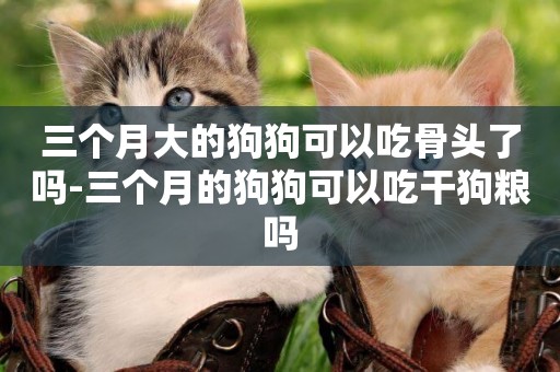 三個月大的狗狗可以吃骨頭了嗎-三個月的狗狗可以吃干狗糧嗎