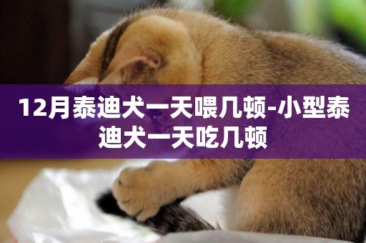 12月泰迪犬一天喂幾頓-小型泰迪犬一天吃幾頓