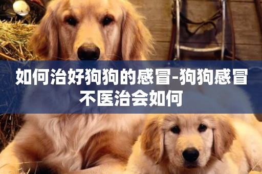 如何治好狗狗的感冒-狗狗感冒不醫治會如何