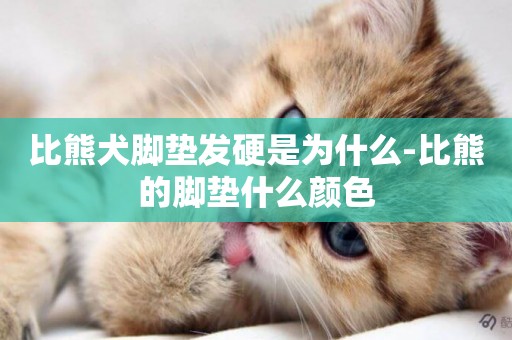 比熊犬腳墊發硬是為什么-比熊的腳墊什么顏色
