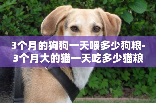 3個月的狗狗一天喂多少狗糧-3個月大的貓一天吃多少貓糧