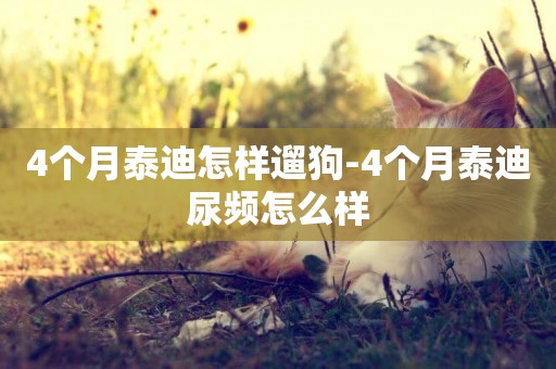 4個月泰迪怎樣遛狗-4個月泰迪尿頻怎么樣