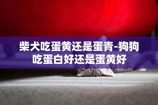柴犬吃蛋黃還是蛋青-狗狗吃蛋白好還是蛋黃好
