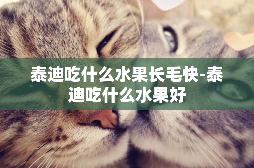泰迪吃什么水果長毛快-泰迪吃什么水果好