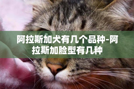 阿拉斯加犬有幾個品種-阿拉斯加臉型有幾種