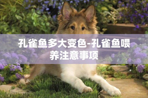 孔雀魚多大變色-孔雀魚喂養注意事項