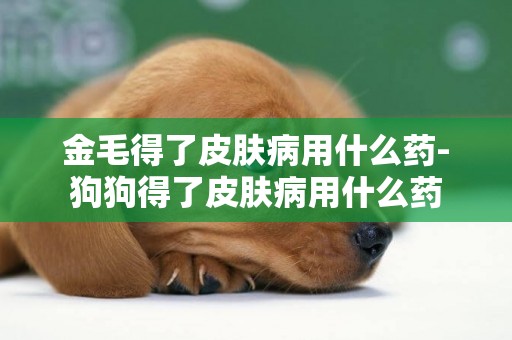 金毛得了皮膚病用什么藥-狗狗得了皮膚病用什么藥
