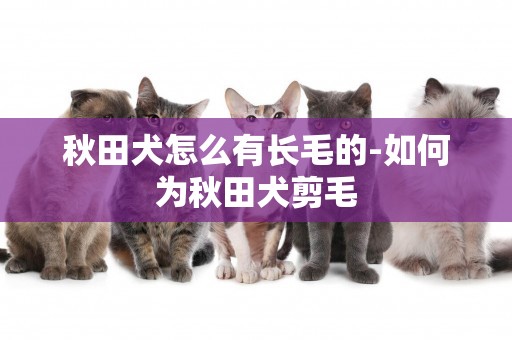 秋田犬怎么有長毛的-如何為秋田犬剪毛
