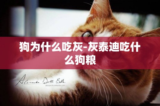 狗為什么吃灰-灰泰迪吃什么狗糧