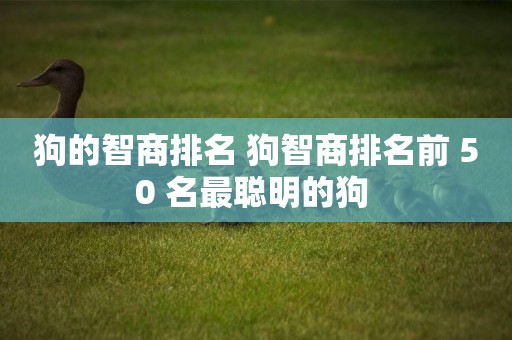 狗的智商排名 狗智商排名前 50 名最聰明的狗 